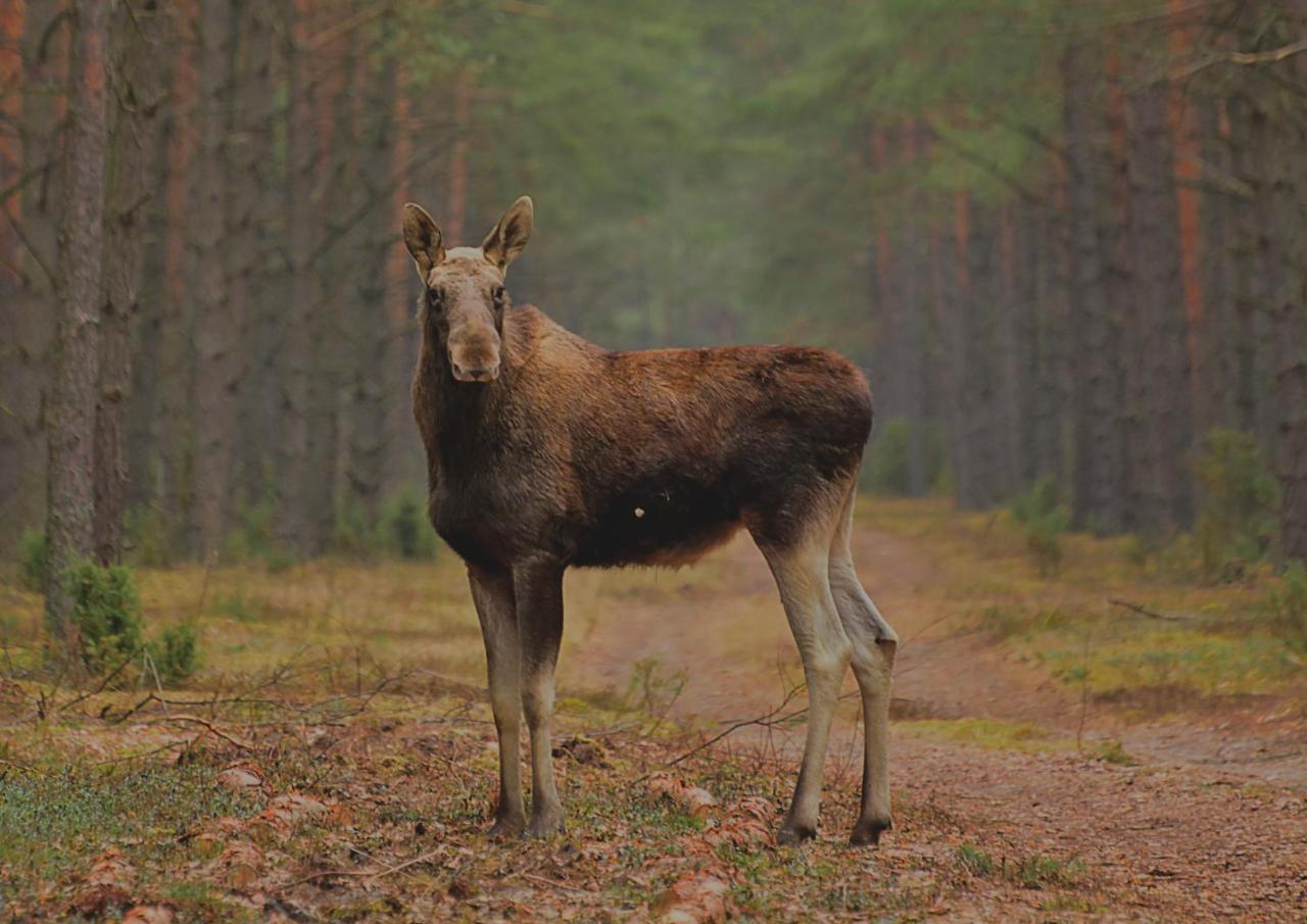 Łosinek Stare Dolistowo Zewnętrze zdjęcie